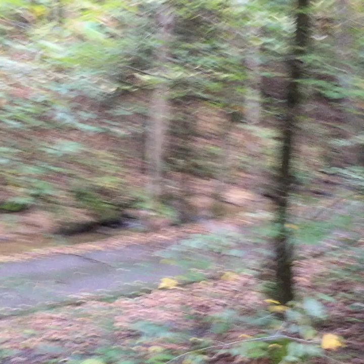 Kanawha State Forest - Deer  @ Kanawha State Forest! "The Jarrell Family" 10/6/2018 "Camping Trip" - Parks Near Me - Charleston, West Virginia
