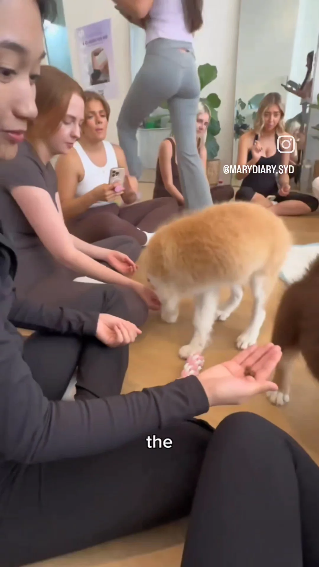 Puppy Yoga