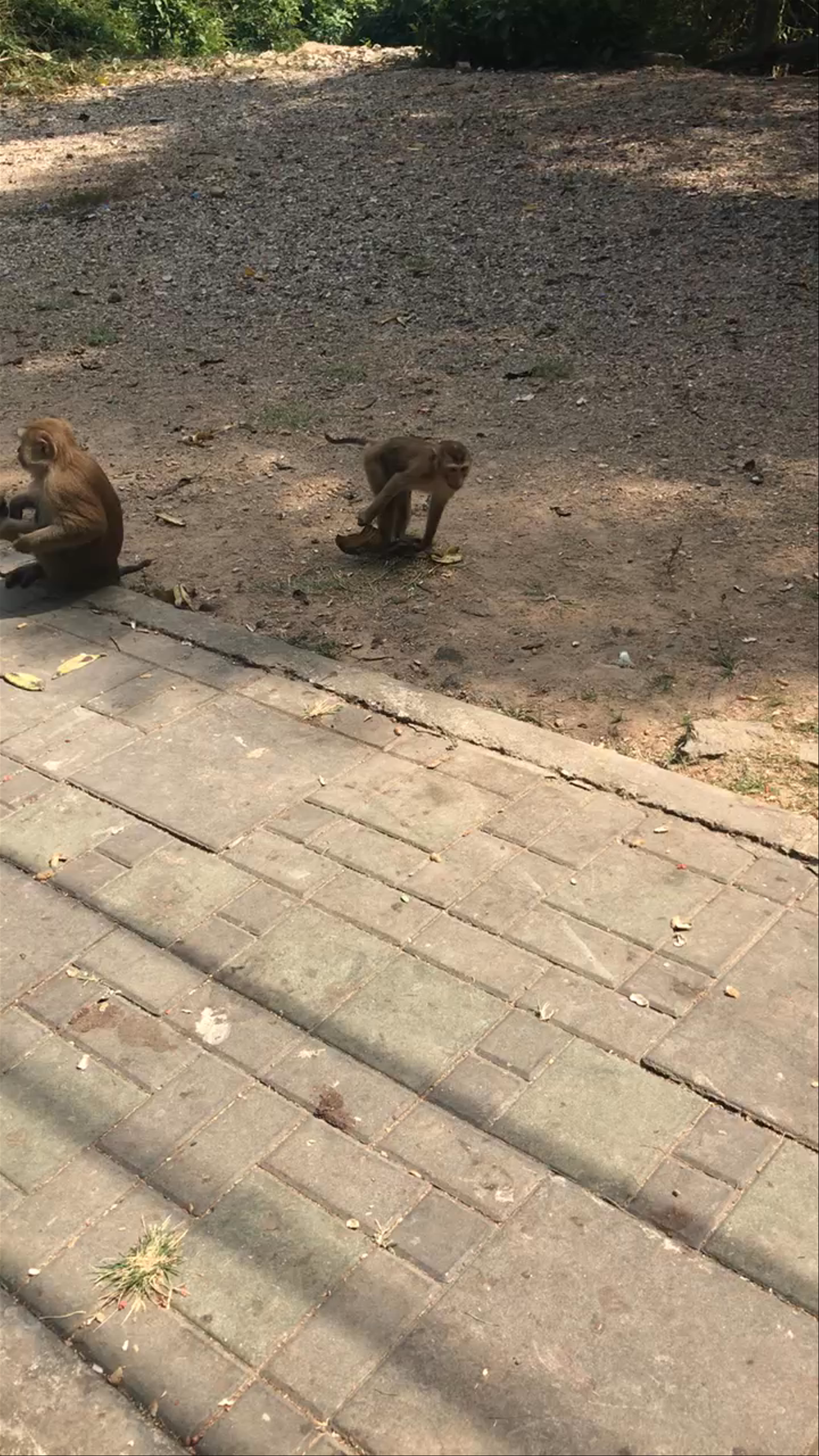 Monkey Hill Viewpoint: Playful Monkeys in Ratsada, Phuket