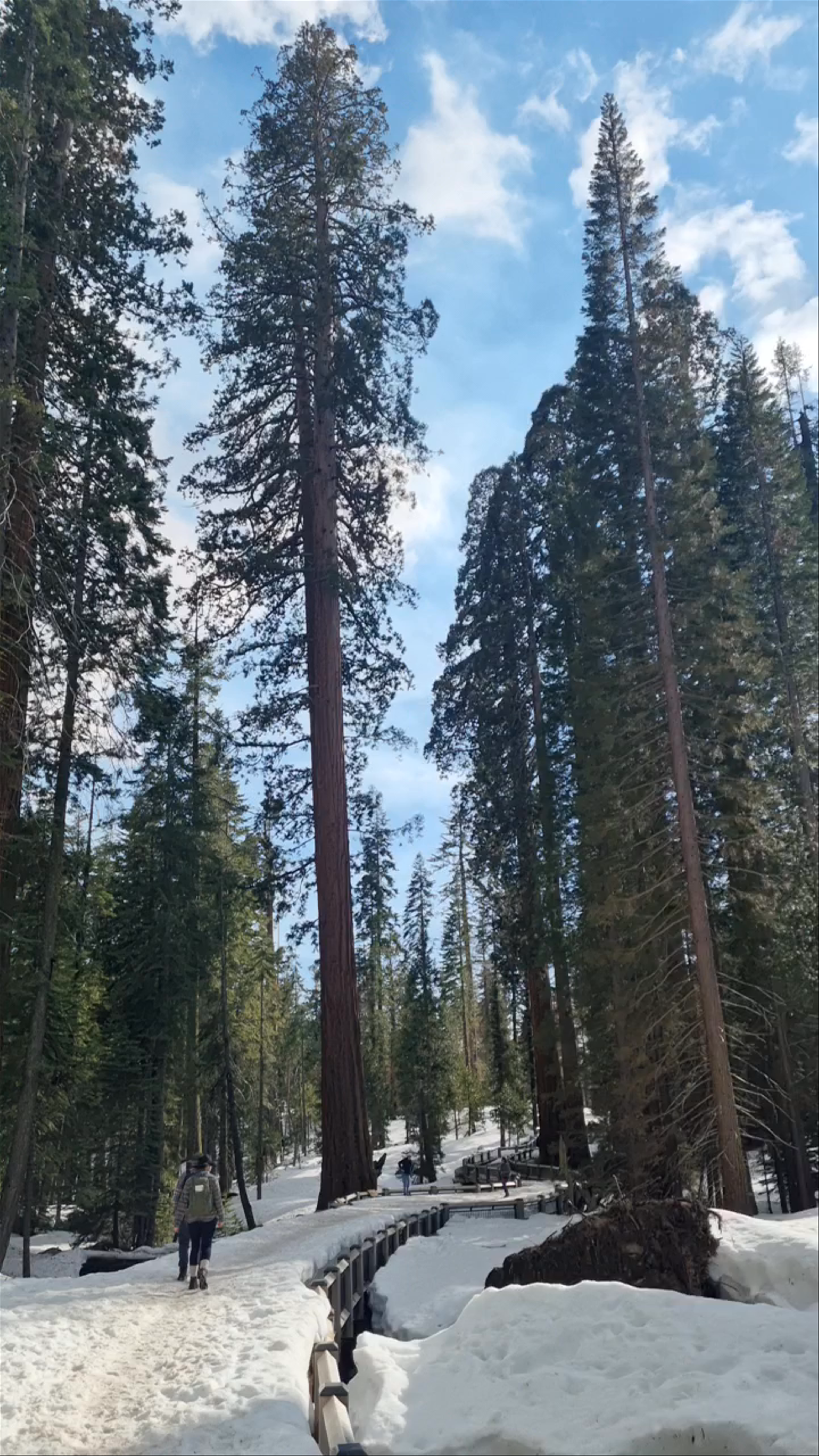 Mariposa Grove of Giant Sequoias