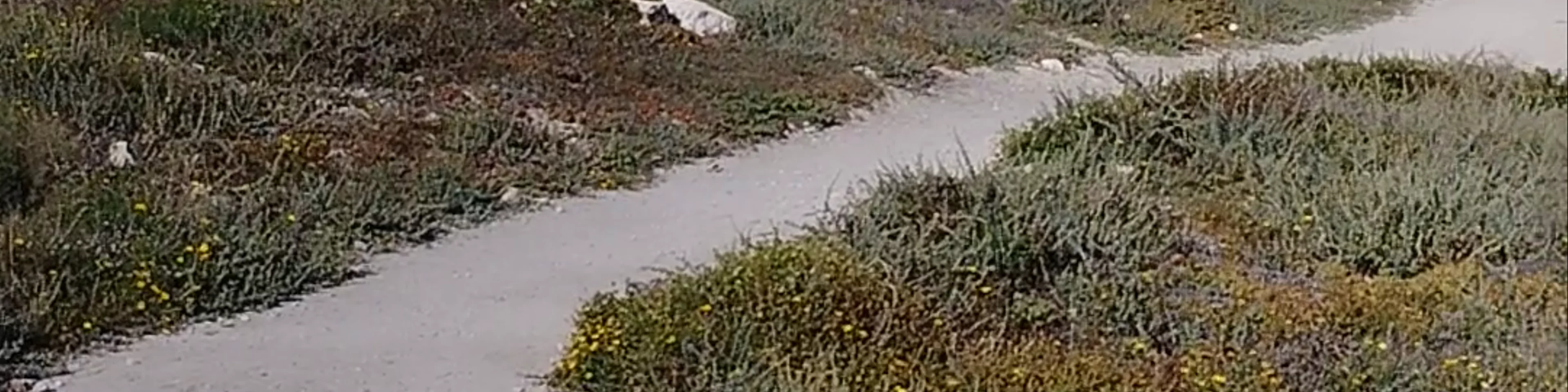 Lighthouse Mahdia