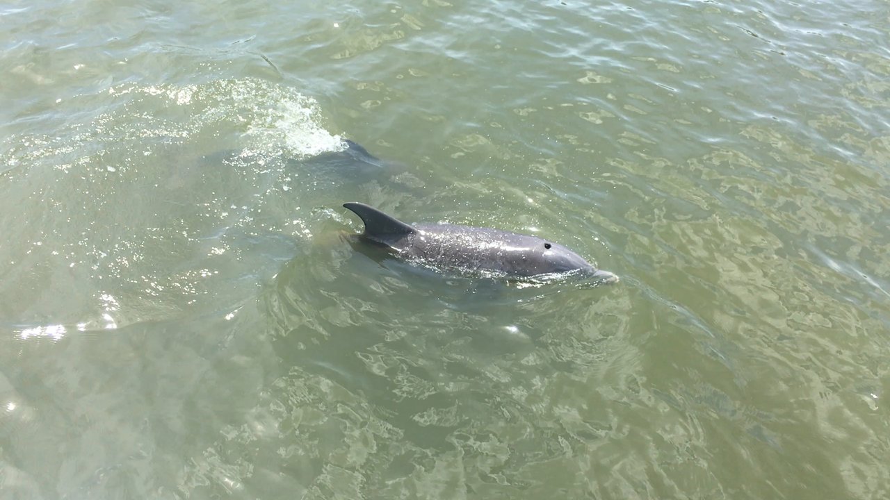 Dolphin Magic Tours - Tours Near Me - Savannah, Georgia