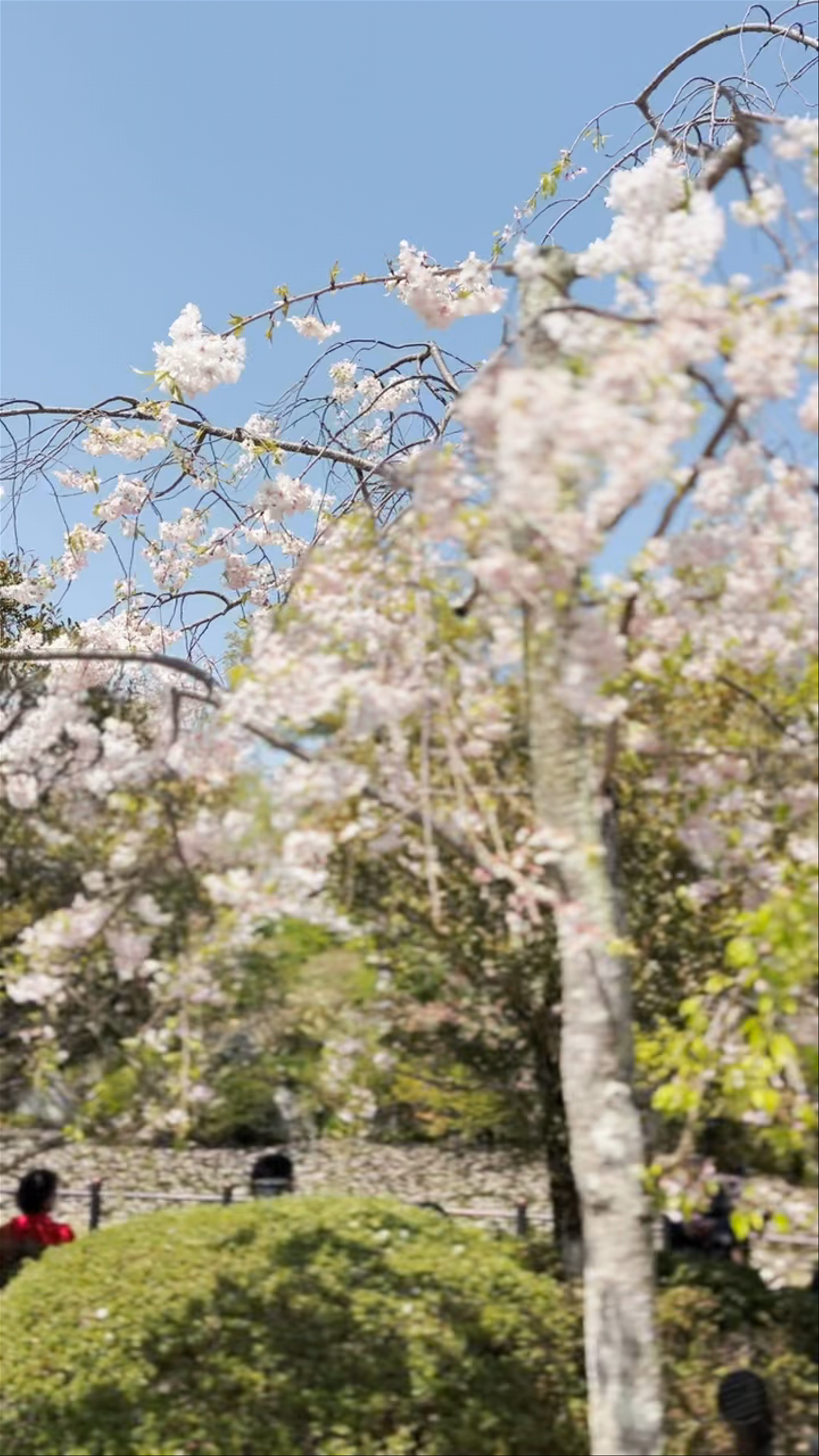 Spring Serenity at Kiyomizu-dera Niomon Gate, Kyoto