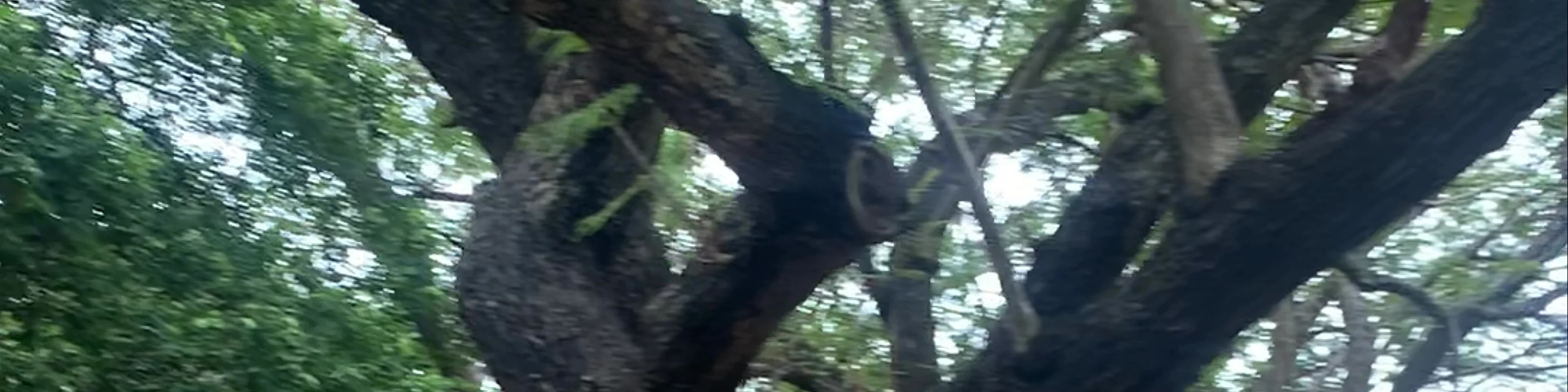 Bharathi Park
