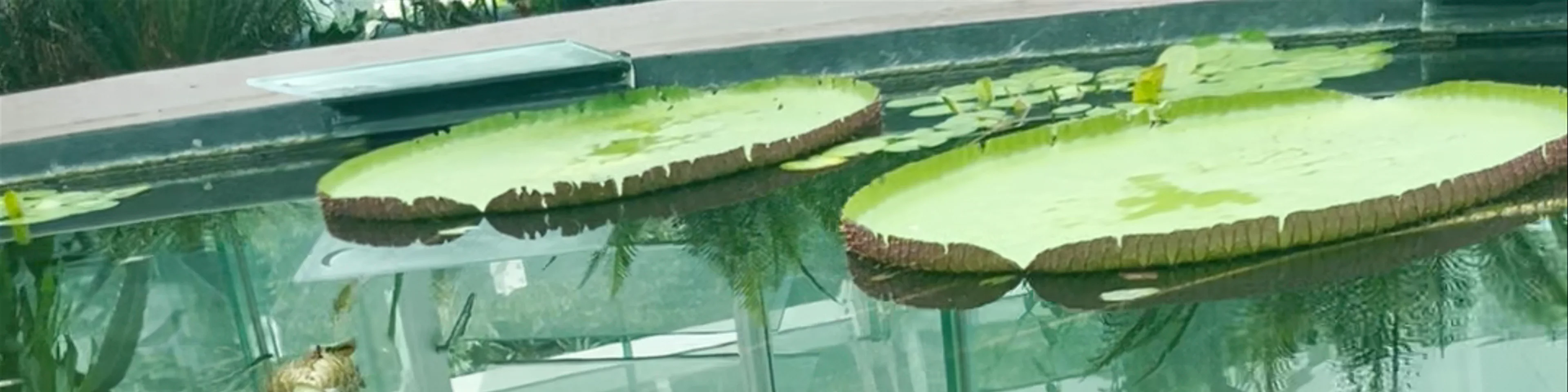 Amazon Waterlily Pavilion