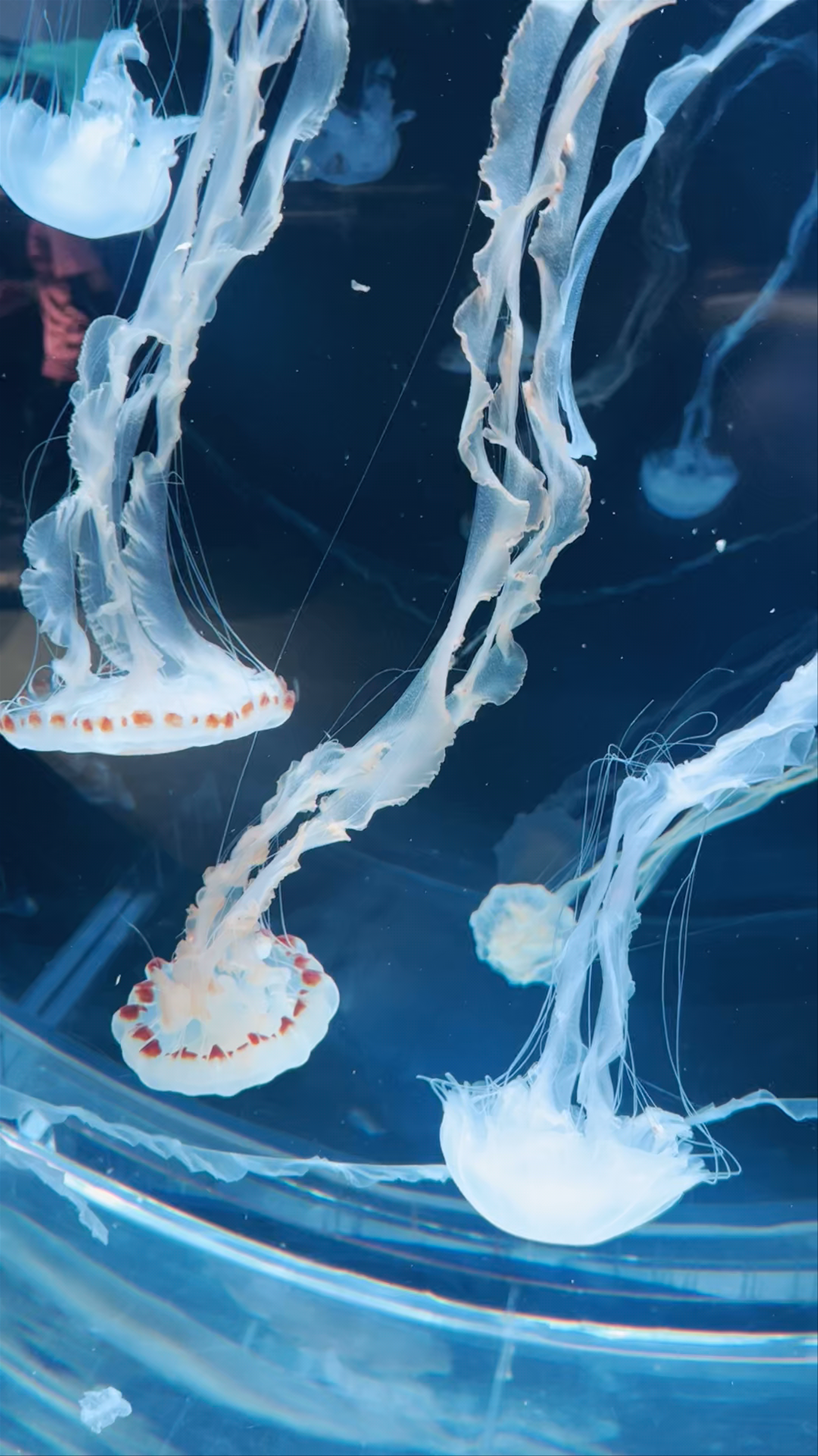 Mesmerizing Jellyfish Display at AOAO Sapporo Aquarium