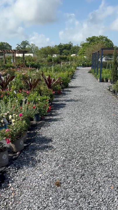 Banting's Nursery - Nurseries & Gardening Near Me - Bridge City, Louisiana