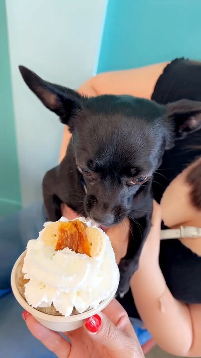 Sno Cafe - My dog enjoying Sno Cafe. - Food Trucks Near Me - Clovis, California