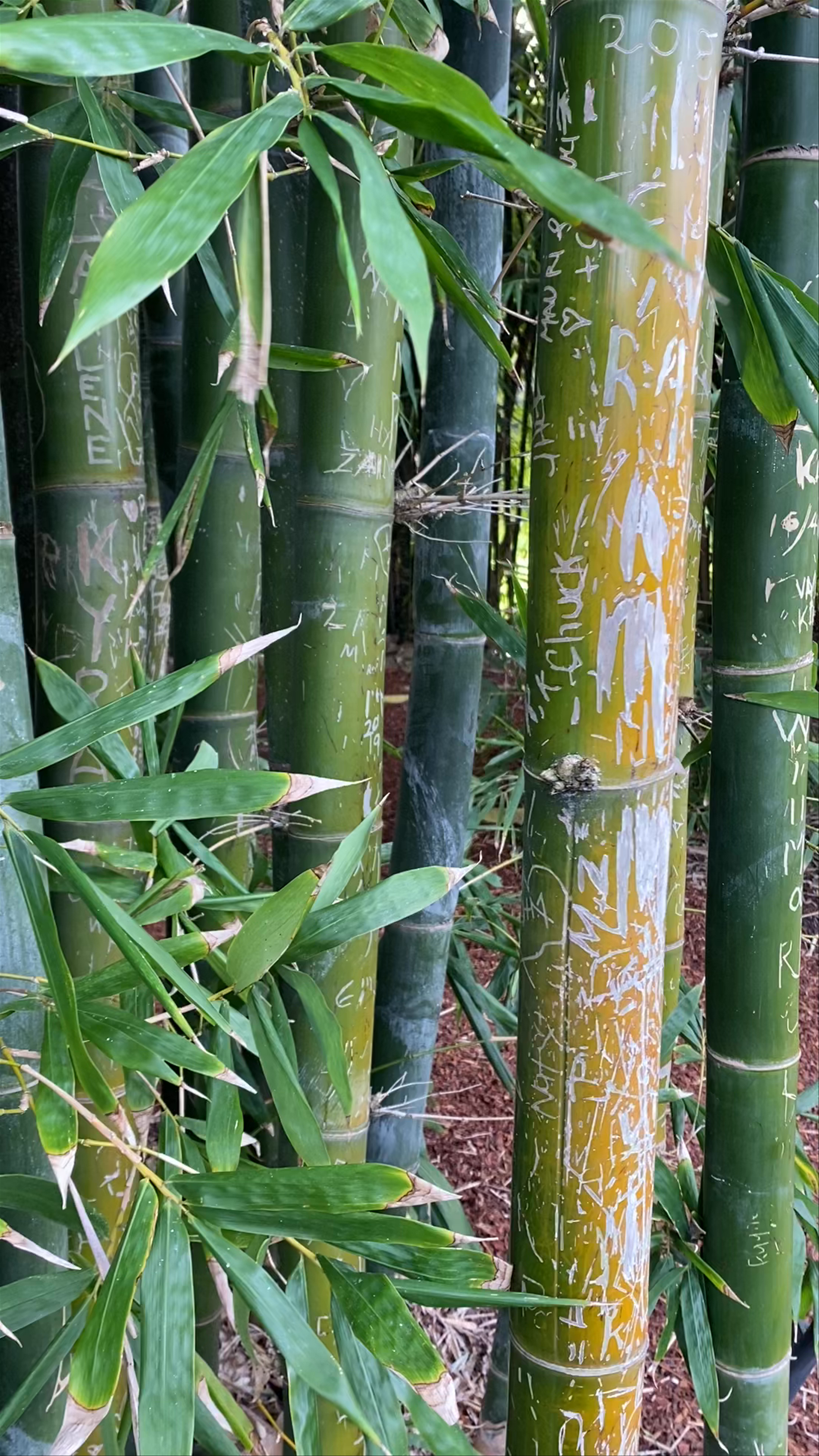 Exploring the Sculptural Bamboo Grove at Sydney Botanical Gardens