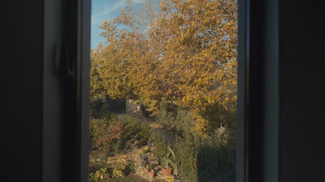 Golden Autumn scenery visible from a window