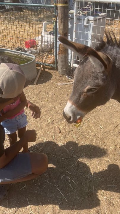 Adventures with Animals - Petting Zoos Near Me