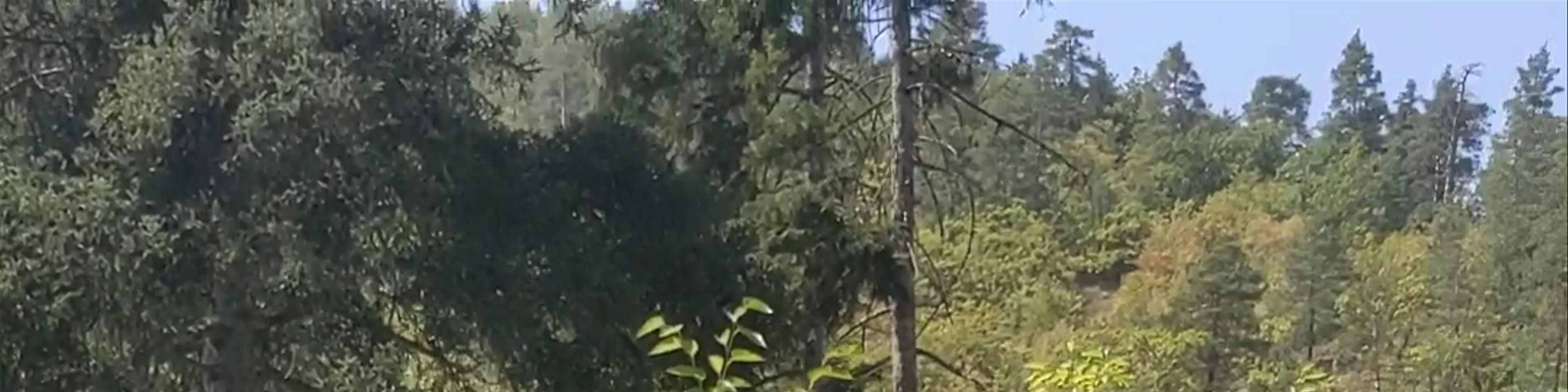 Borjomi Central Park