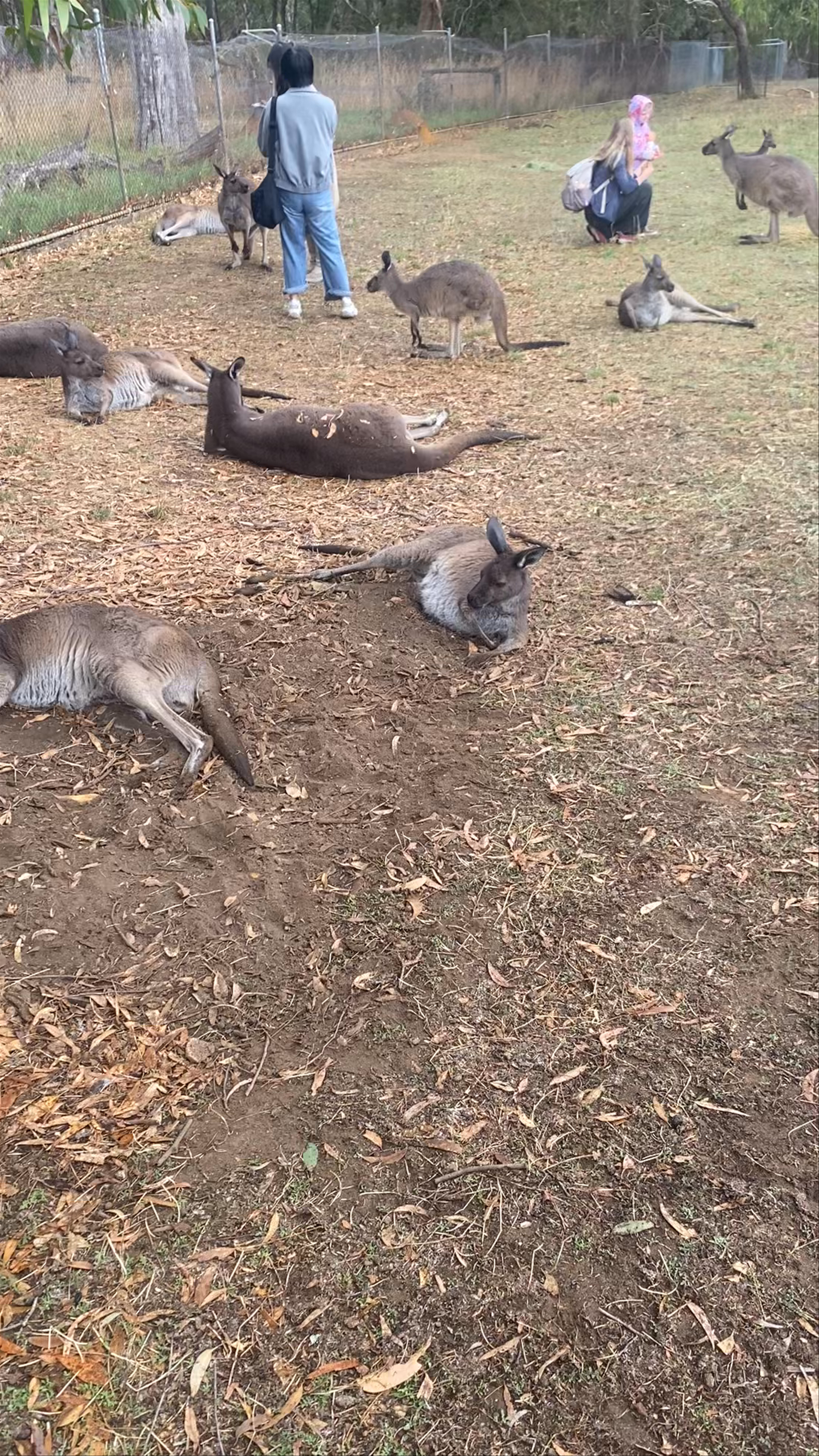 Cleland Wildlife Park