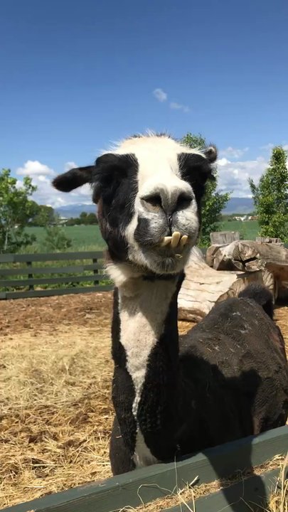 Sunflower Farm - Attraction Farms Near Me - Longmont, Colorado