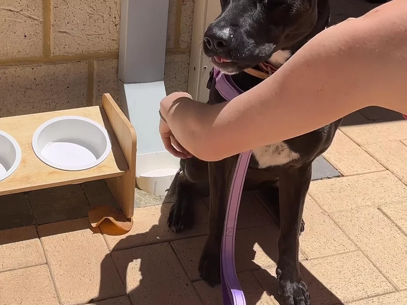 Make ugly dog harnesses a thing of the past