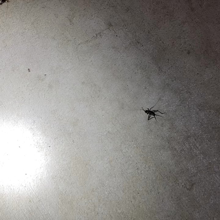 Guaranteed Pest Control - BEST pest control in Arizona! My house had a HUGE cricket and scorpion problem. Just look at the video after they spray - Pest Control Near Me - Gilbert, Arizona
