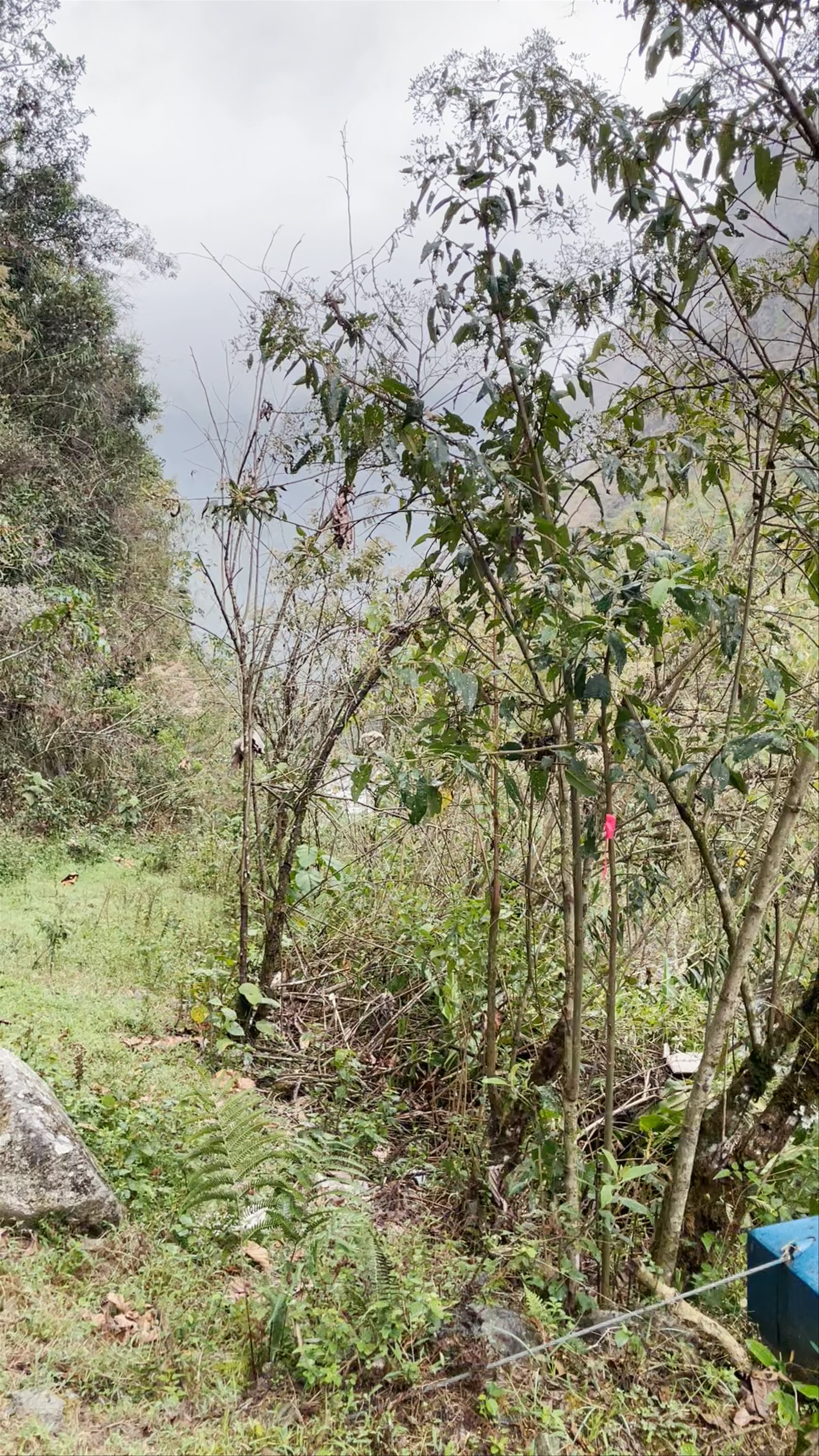 Bridge over Urubamba River, Eisenbahn Hydroelectrica, Aguas Calientes