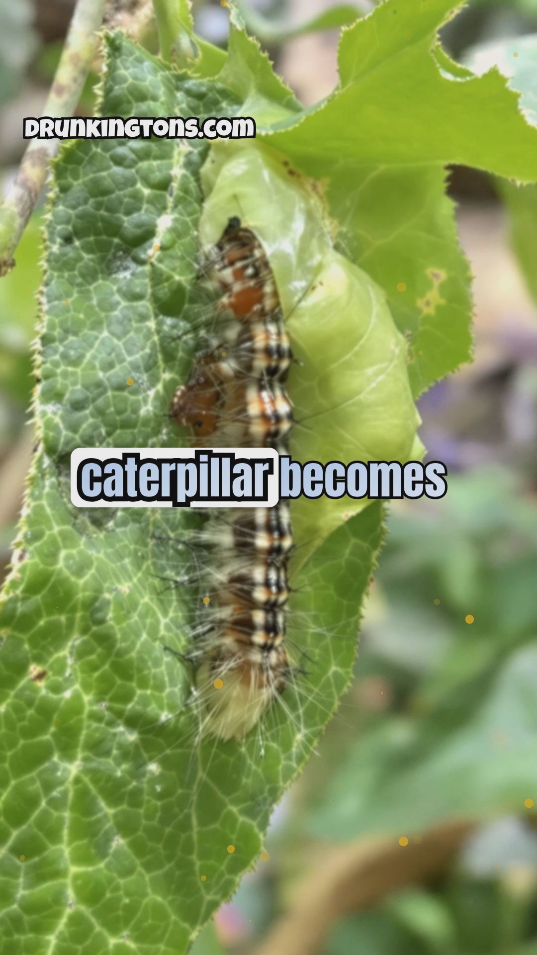 The Amazing World of Metamorphosis: Nature's Most Dramatic Changes