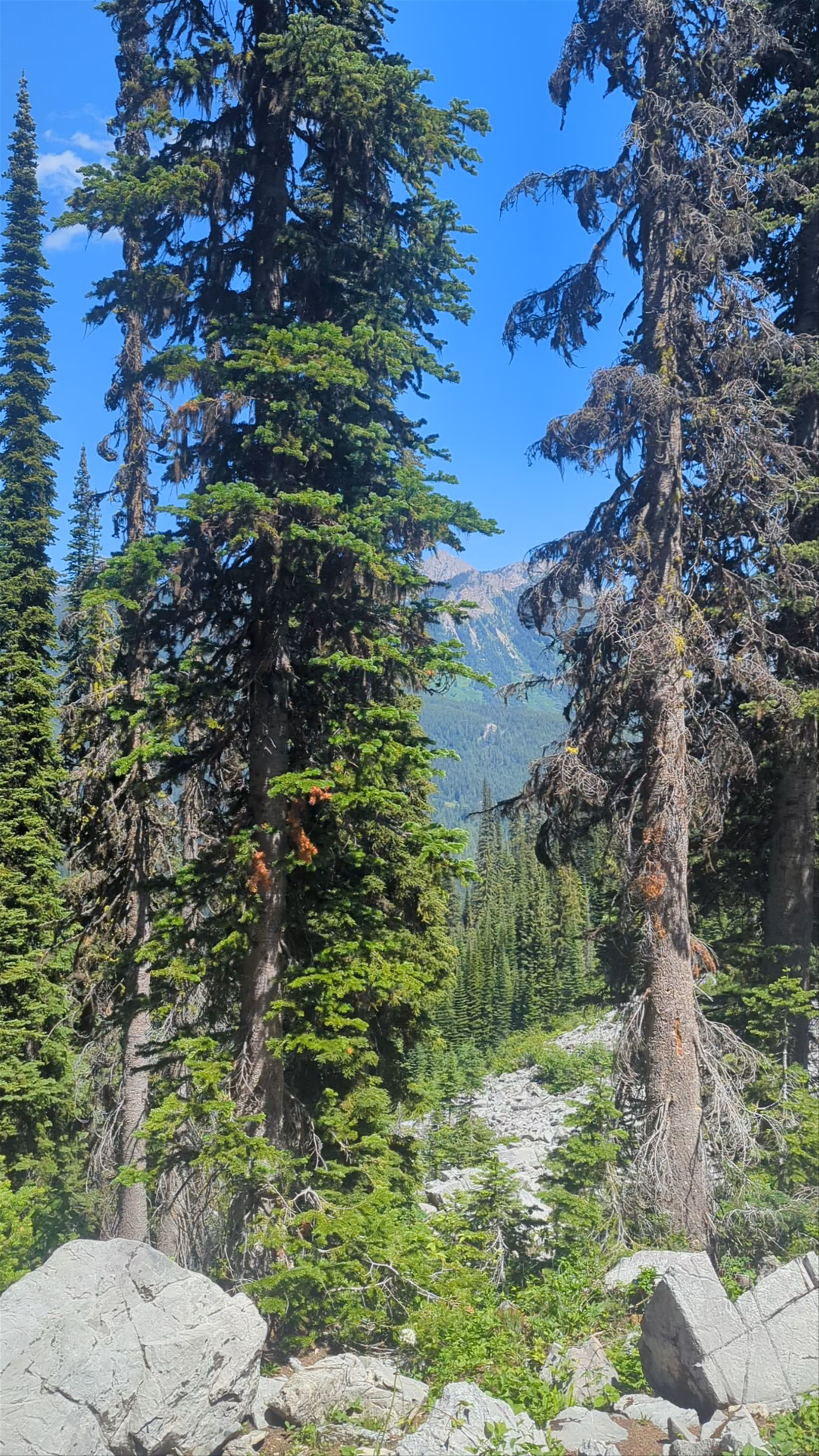 Mount Baldy Trailhead