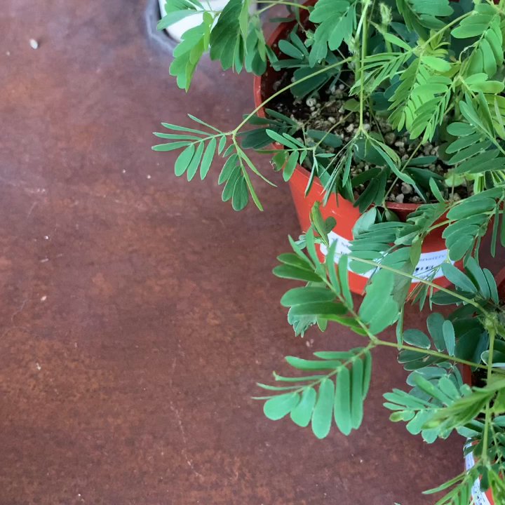 Rain Forest Nursery - Mimosa Pudica shy plant - Nurseries & Gardening Near Me - Manteca, California