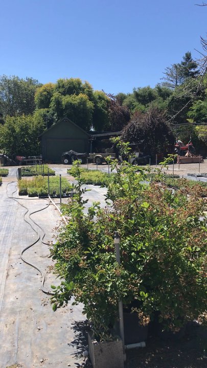 Lone Pine Gardens - Nurseries & Gardening Near Me - Sebastopol, California