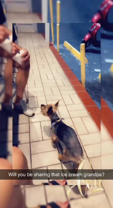 Below Zero Frozen Desserts - Pup approved, but not recommended without consulting your vet - Ice Cream & Frozen Yogurt Near Me - Miami, Florida