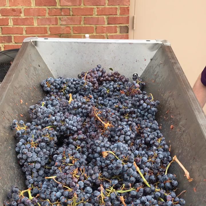 Bacchus Winery - Wine Bars Near Me - Fredericksburg, Virginia