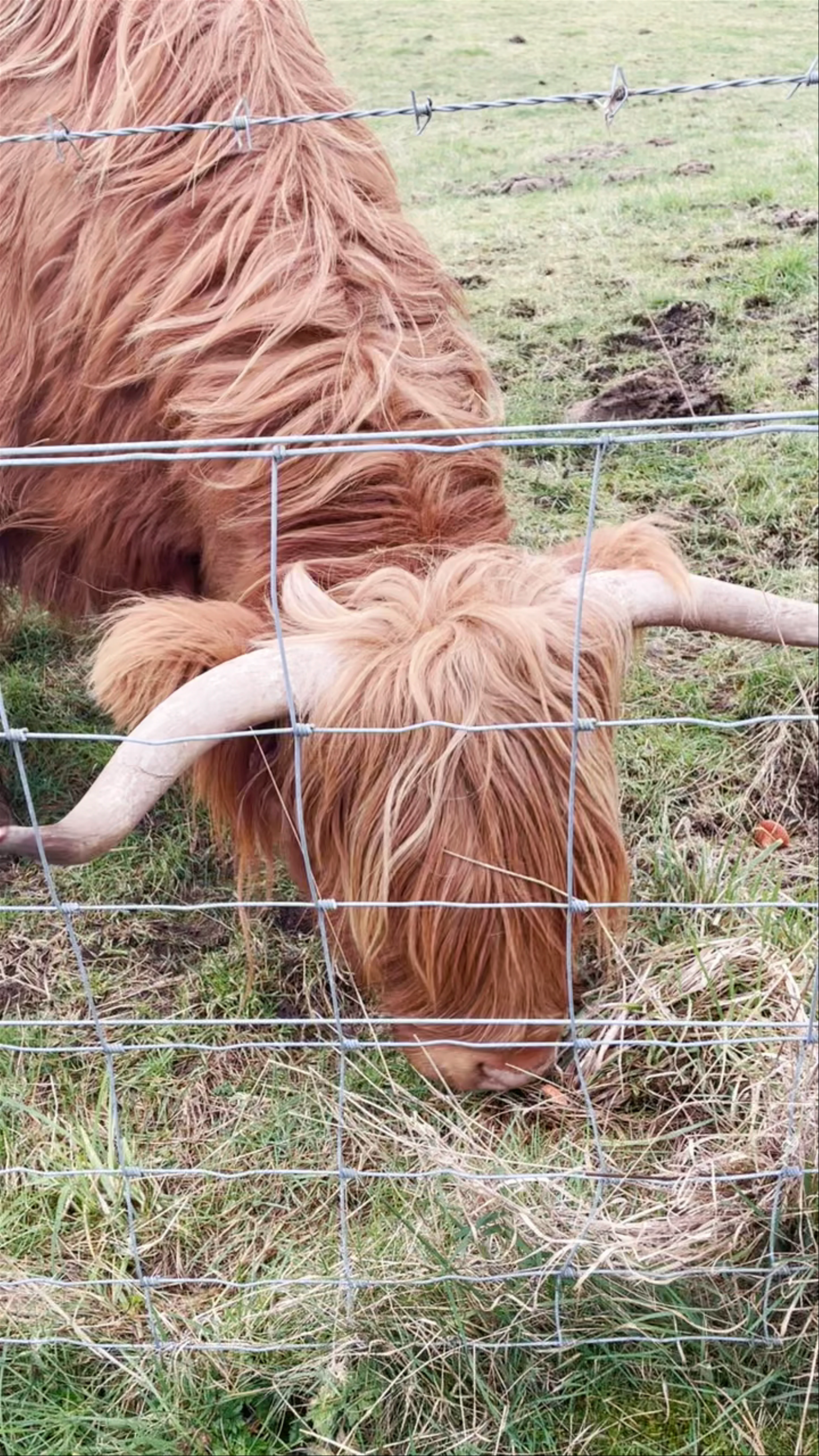 The Hairy Coo - Scotland Tours, Leith, Edinburgh