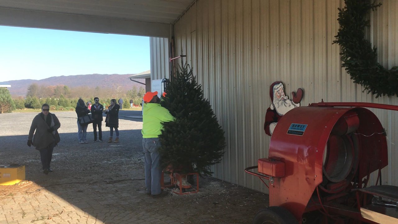 Eagle Evergreens - Christmas Trees Near Me - Spring Run, Pennsylvania