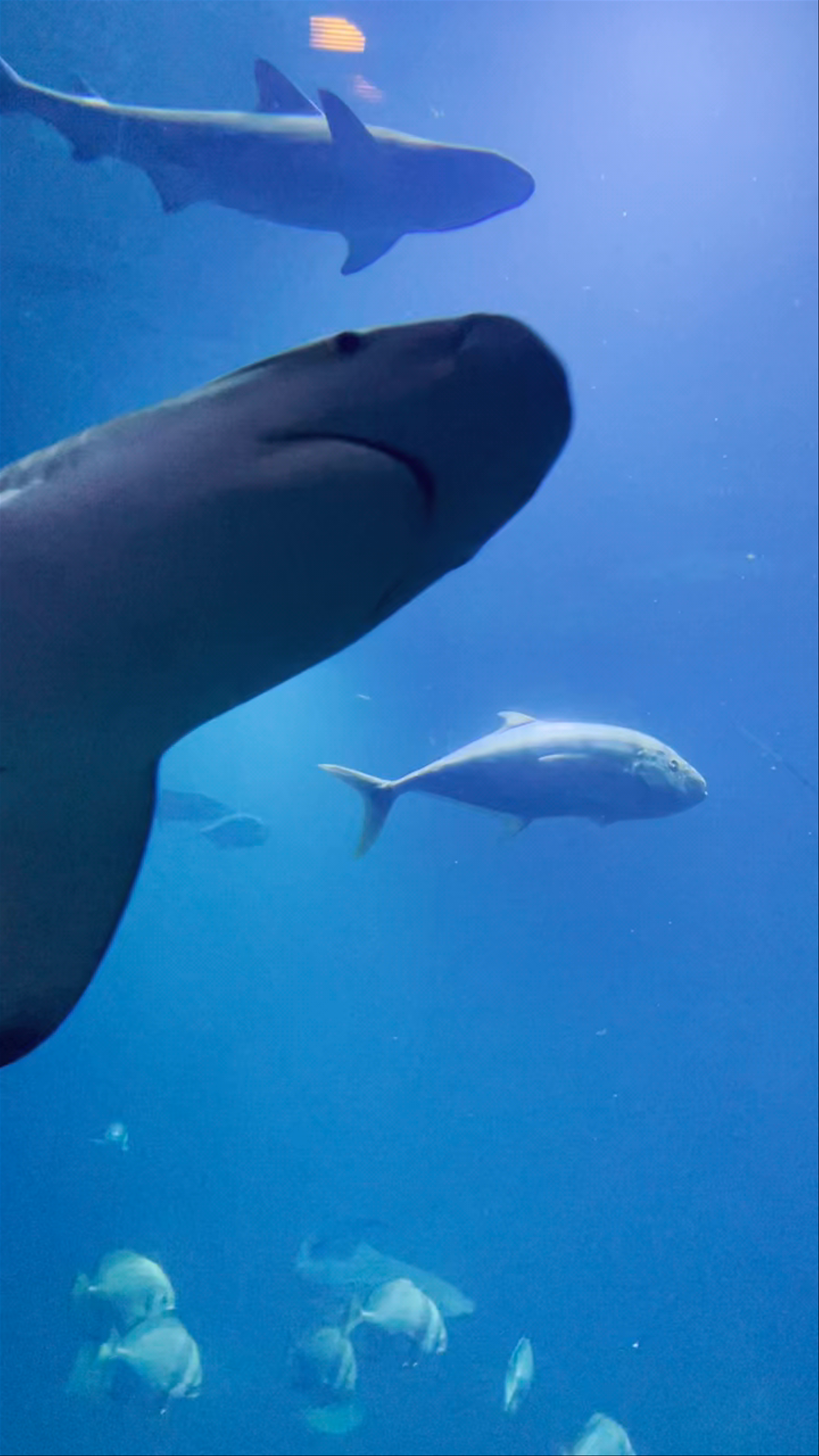Underwater Shark Encounter at Wrocław Zoo Aquarium