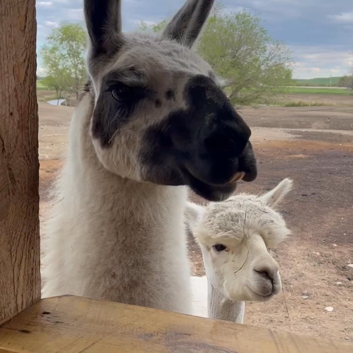 Caputa Alpacas - The first llama( Dakota)  that wanted to hang out! - Attraction Farms Near Me - Rapid City, South Dakota