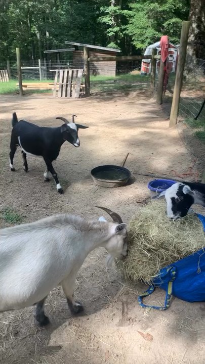 ML Pet Services - Pet Sitting Near Me