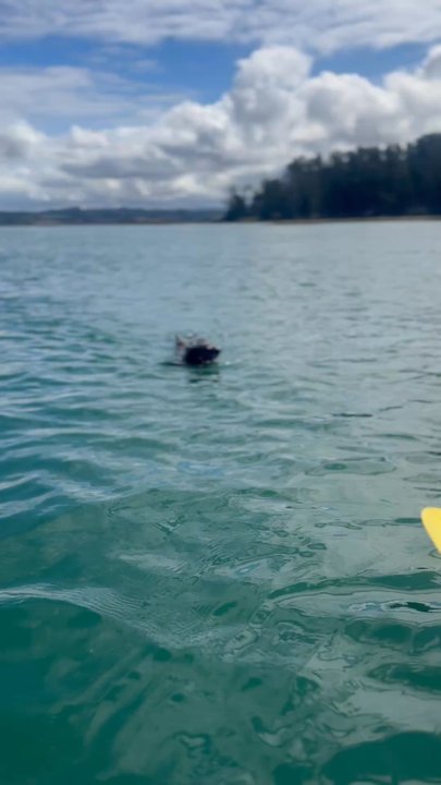 Kayak Connection - Sweet curious otter - Rafting/Kayaking Near Me - Moss Landing, California