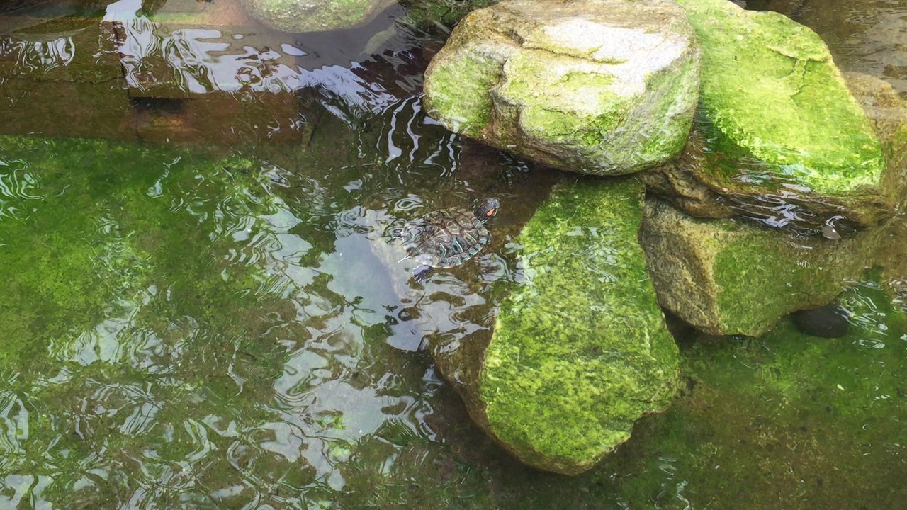 The Promenade - Turtle families in the pond at The Promenade. Here's a baby one. - Shopping Centers Near Me - Arcadia, California