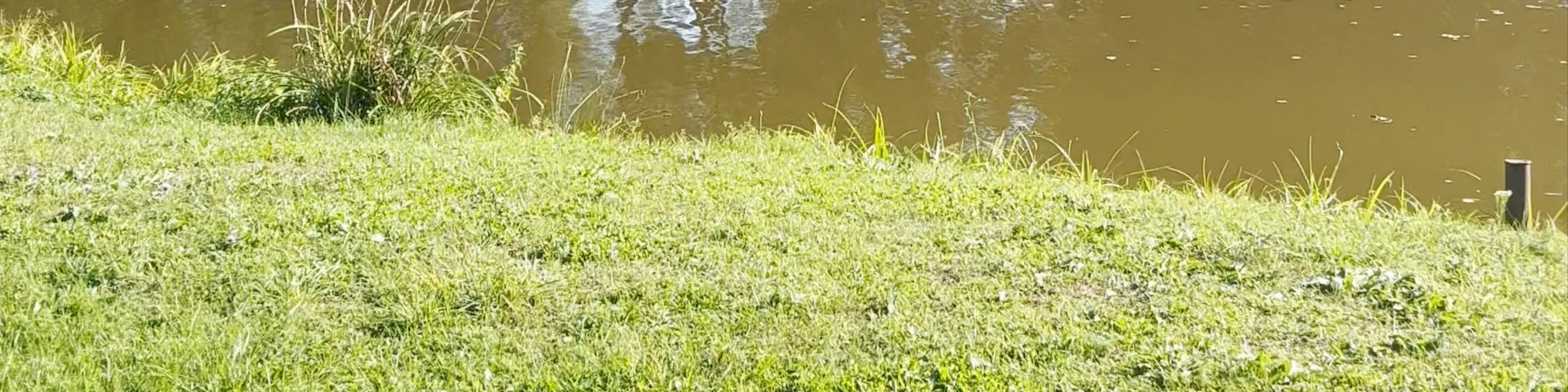 Pajiešmenių ąžuolas