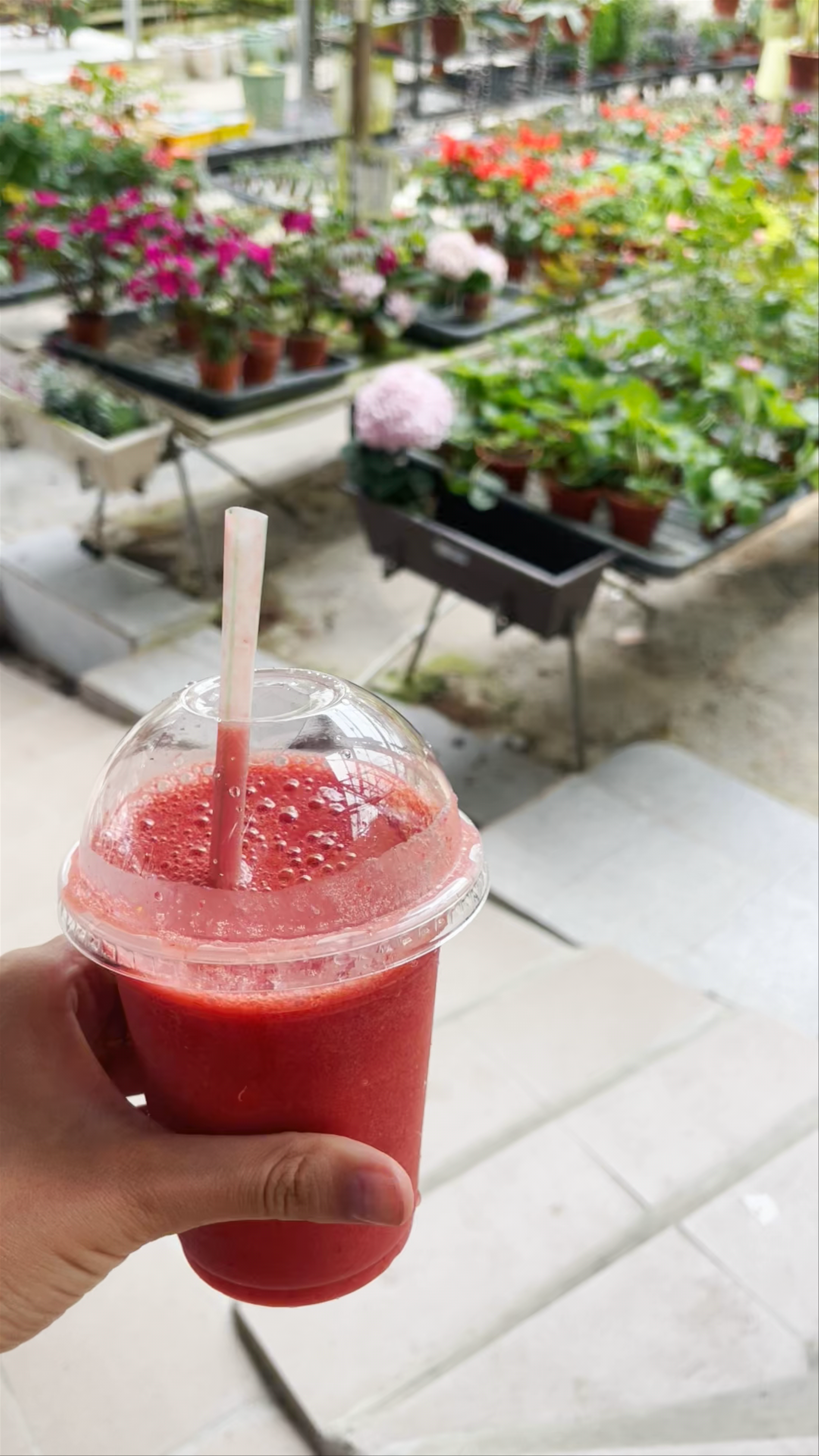 Healthy Strawberry Farm