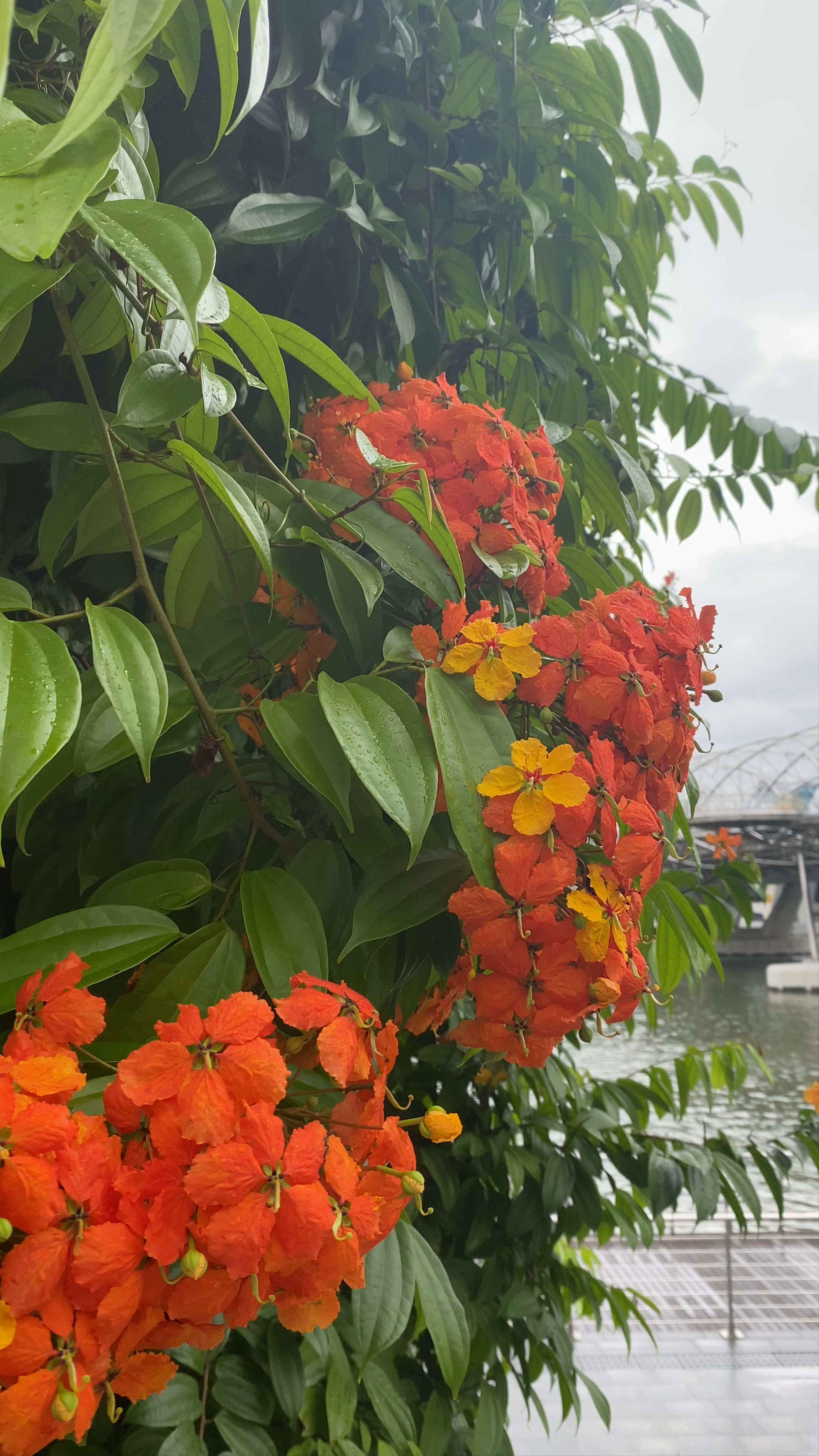 Helix Bridge, Singapore: Futuristic Architecture Meets Lush Riverside Beauty