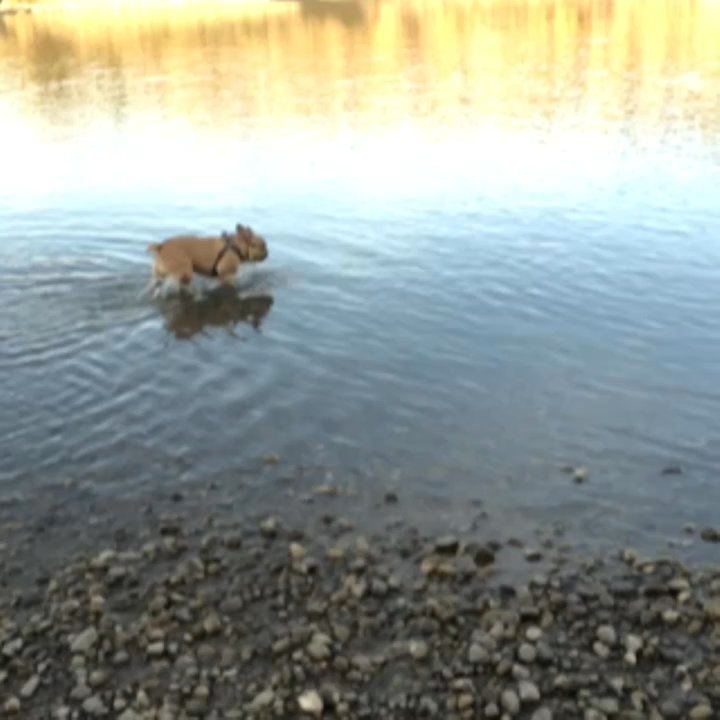 Buena Vista Park - They have a great place down by the River that is also Puppy friendly! - Dog Parks Near Me - Edmonton, Alberta