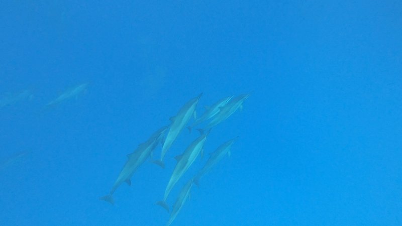 Spinner Dolphins, Hawaii poster