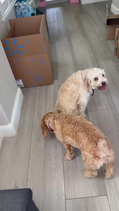 Broadway Pet Hospital - Her last time with her best whet sister - Pet Sitting Near Me - Vallejo, California