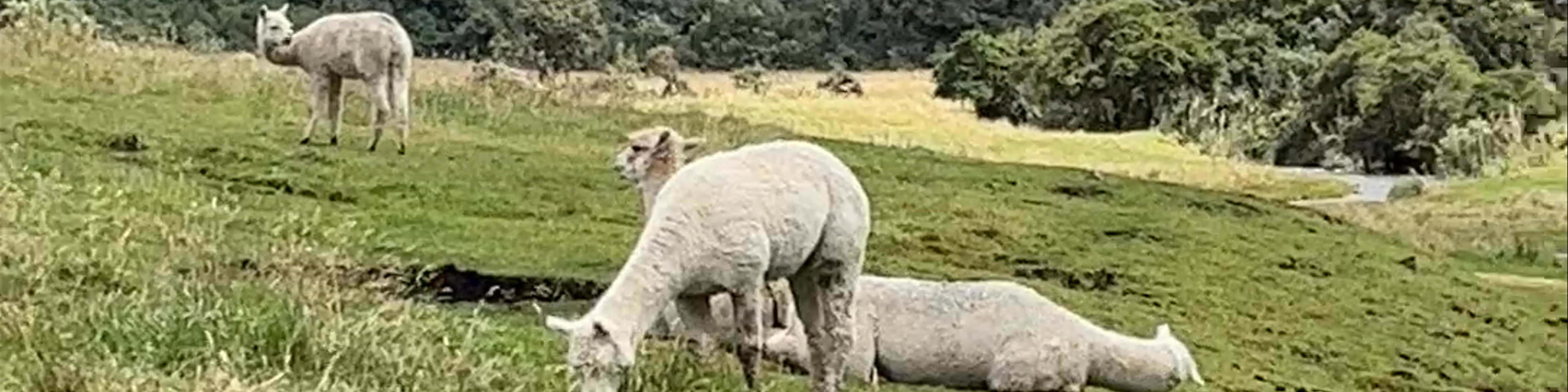 Ecuador