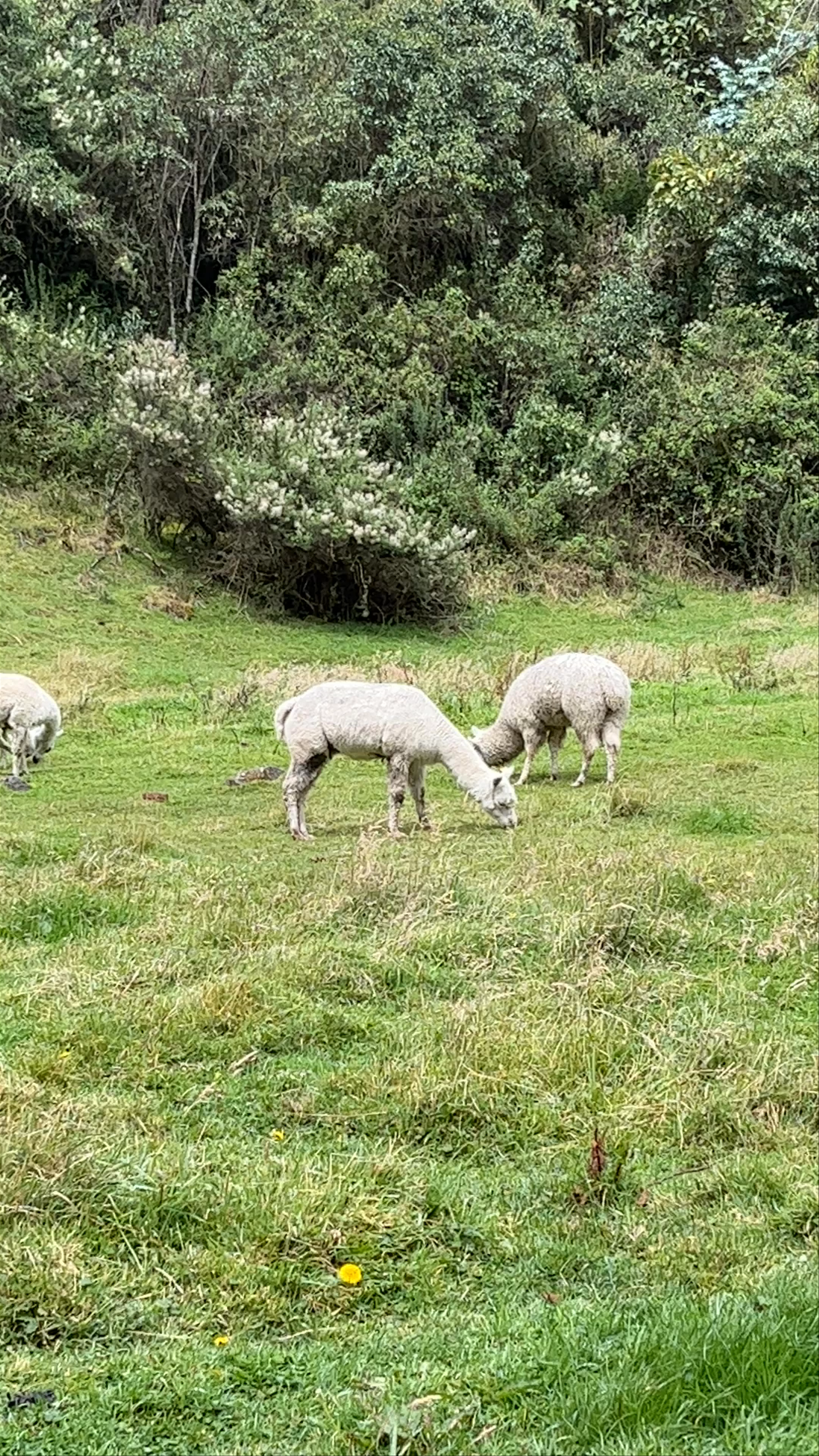 Cajas National Park