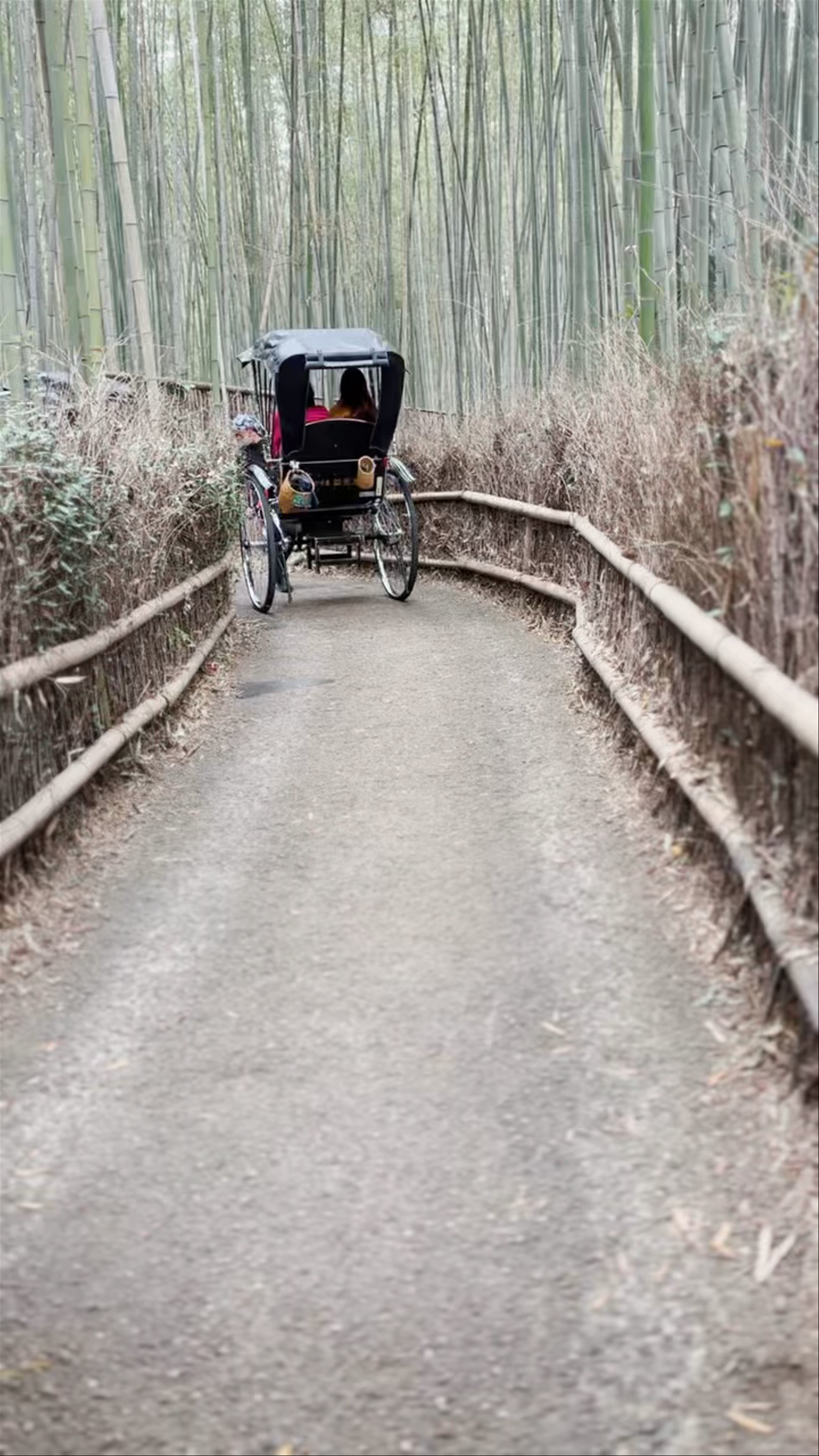 Serene Journey Through Arashiyama Bamboo Forest by Rickshaw
