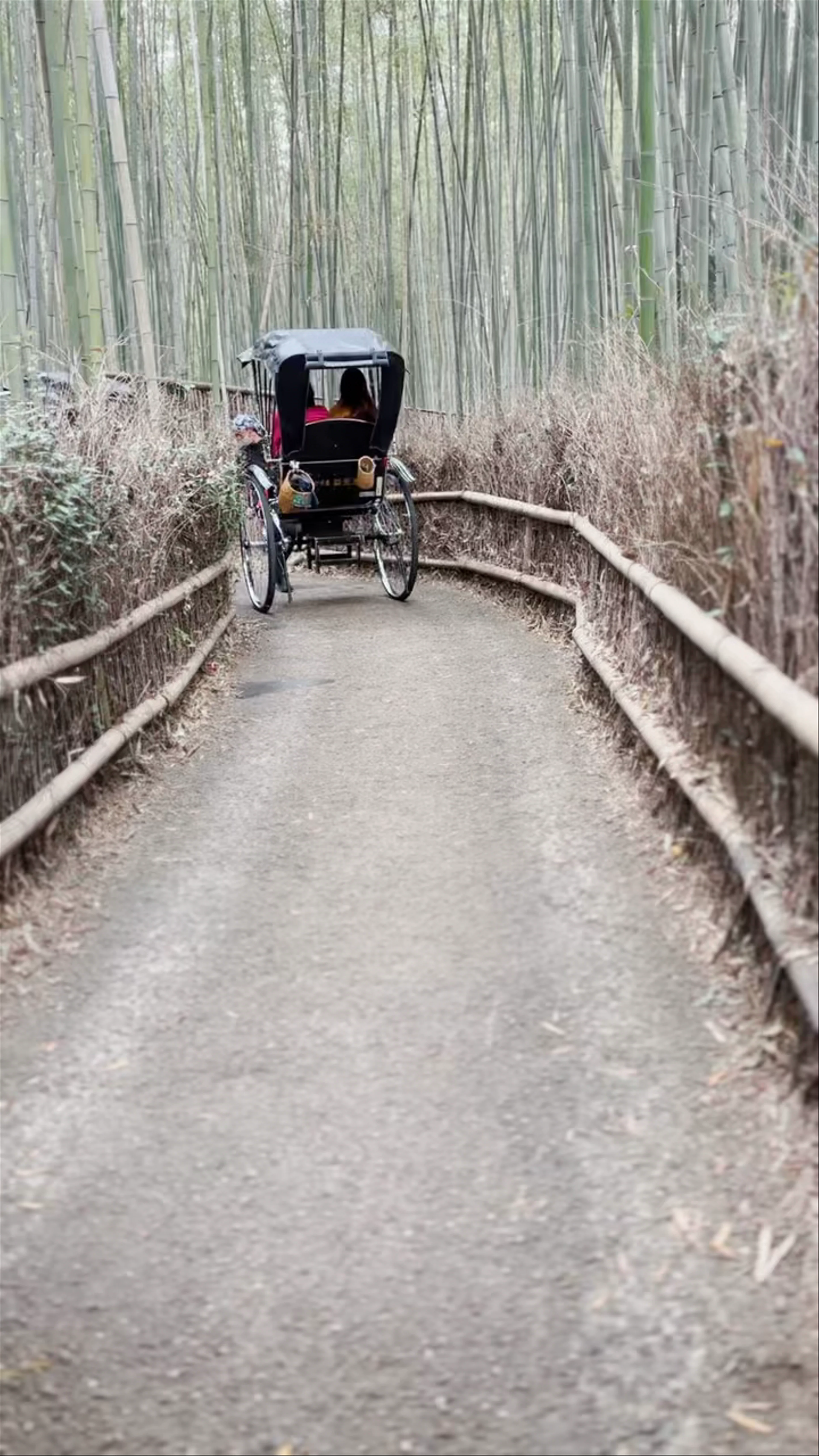 Arashiyama Bamboo Forest
