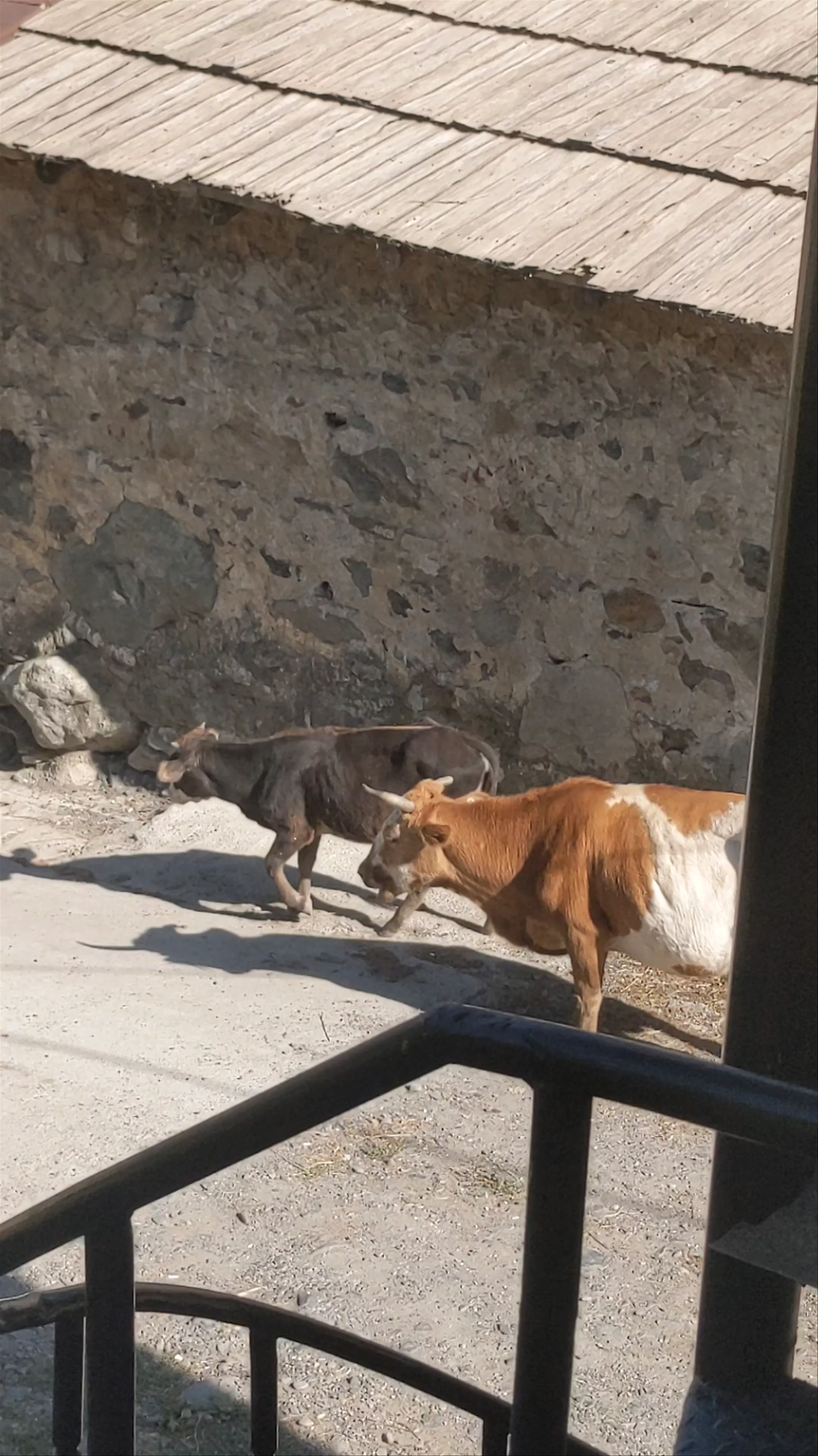 Mestia