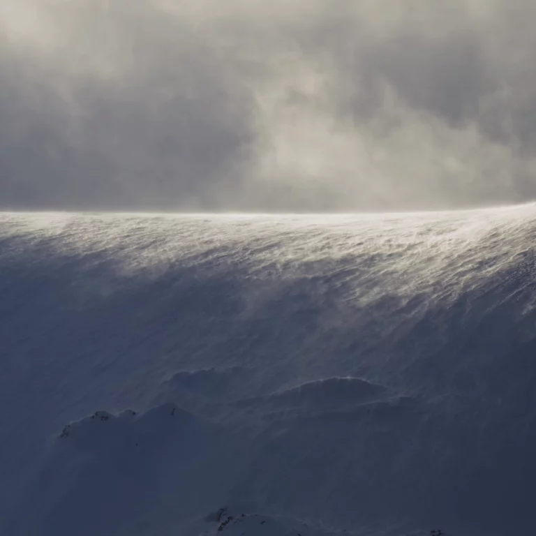 Tops of trees covered in heavy snow with fog rolling behind them.
