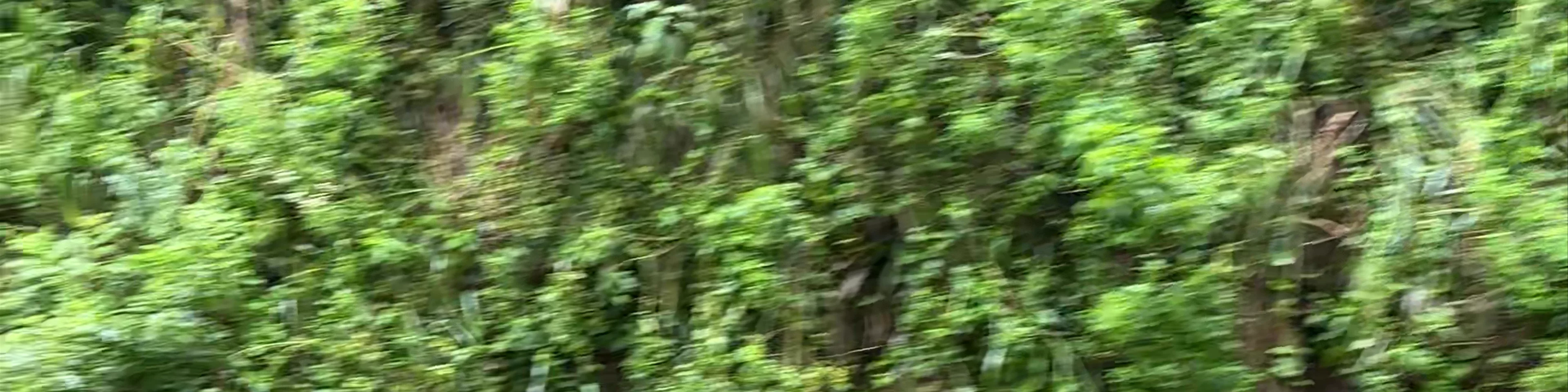 Train - Srilanka