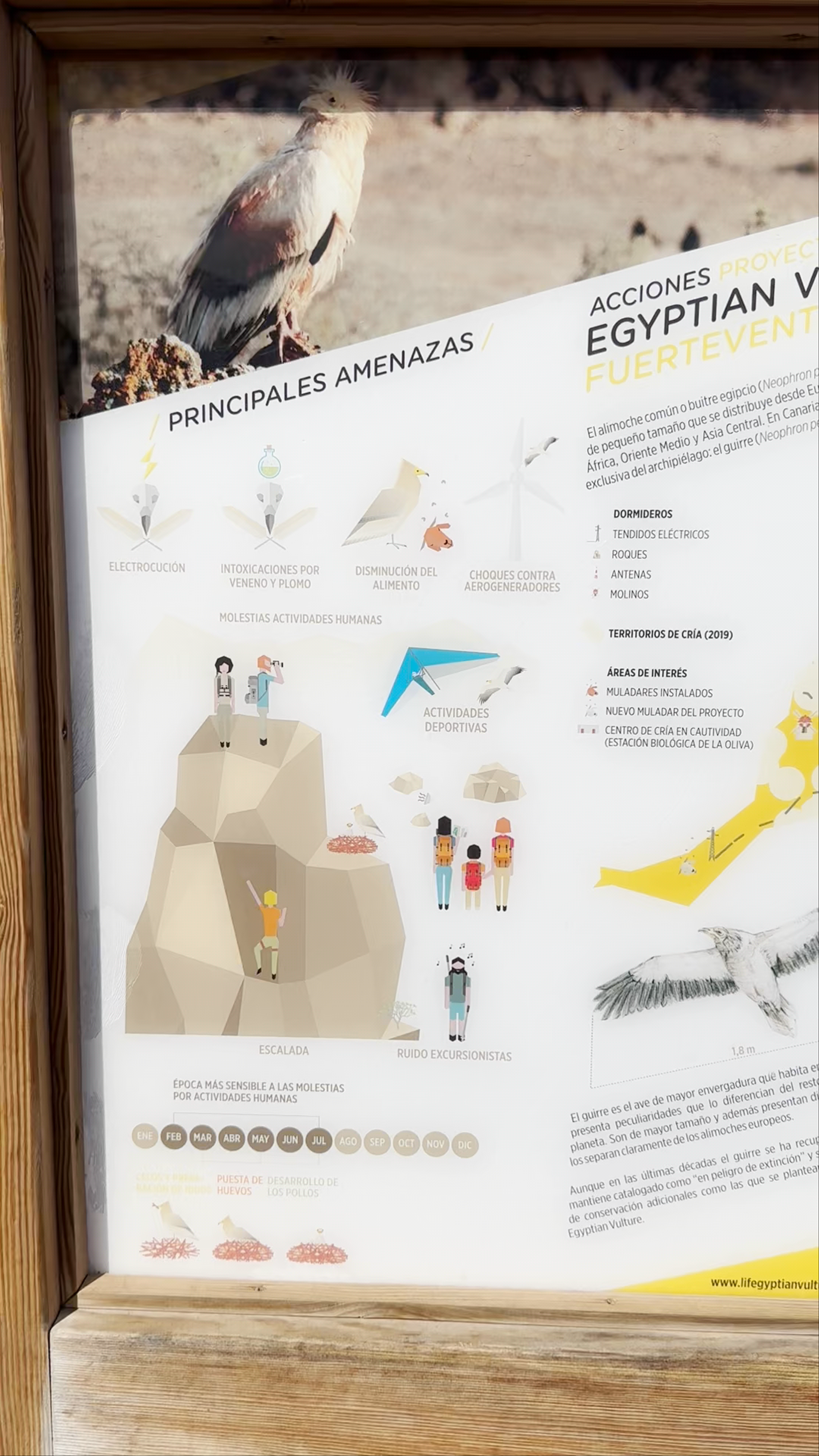 Mirador de Las Peñitas: Breathtaking Views and Egyptian Vulture Conservation in Fuerteventura