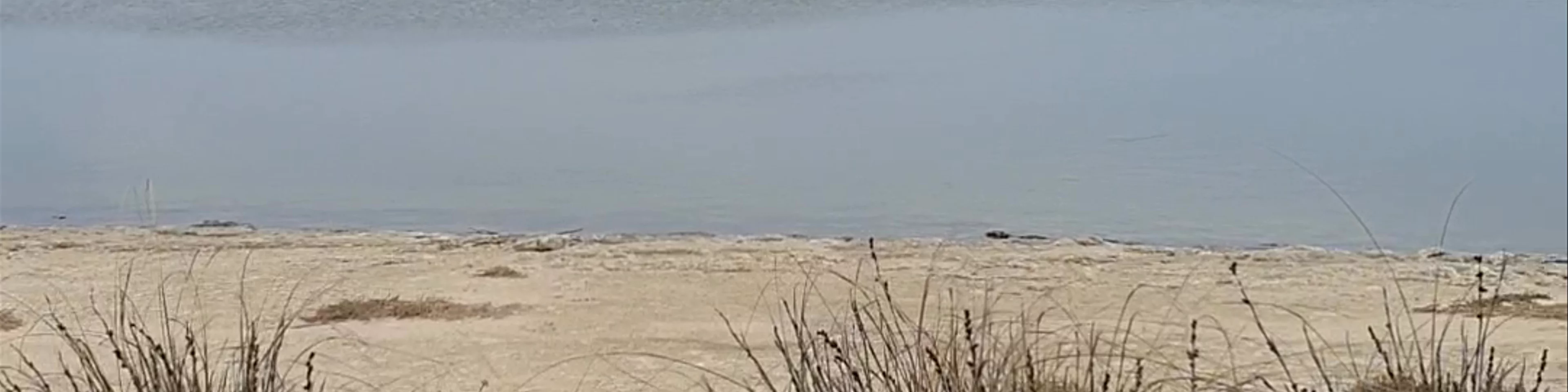 Lake Thetis Stromatolites