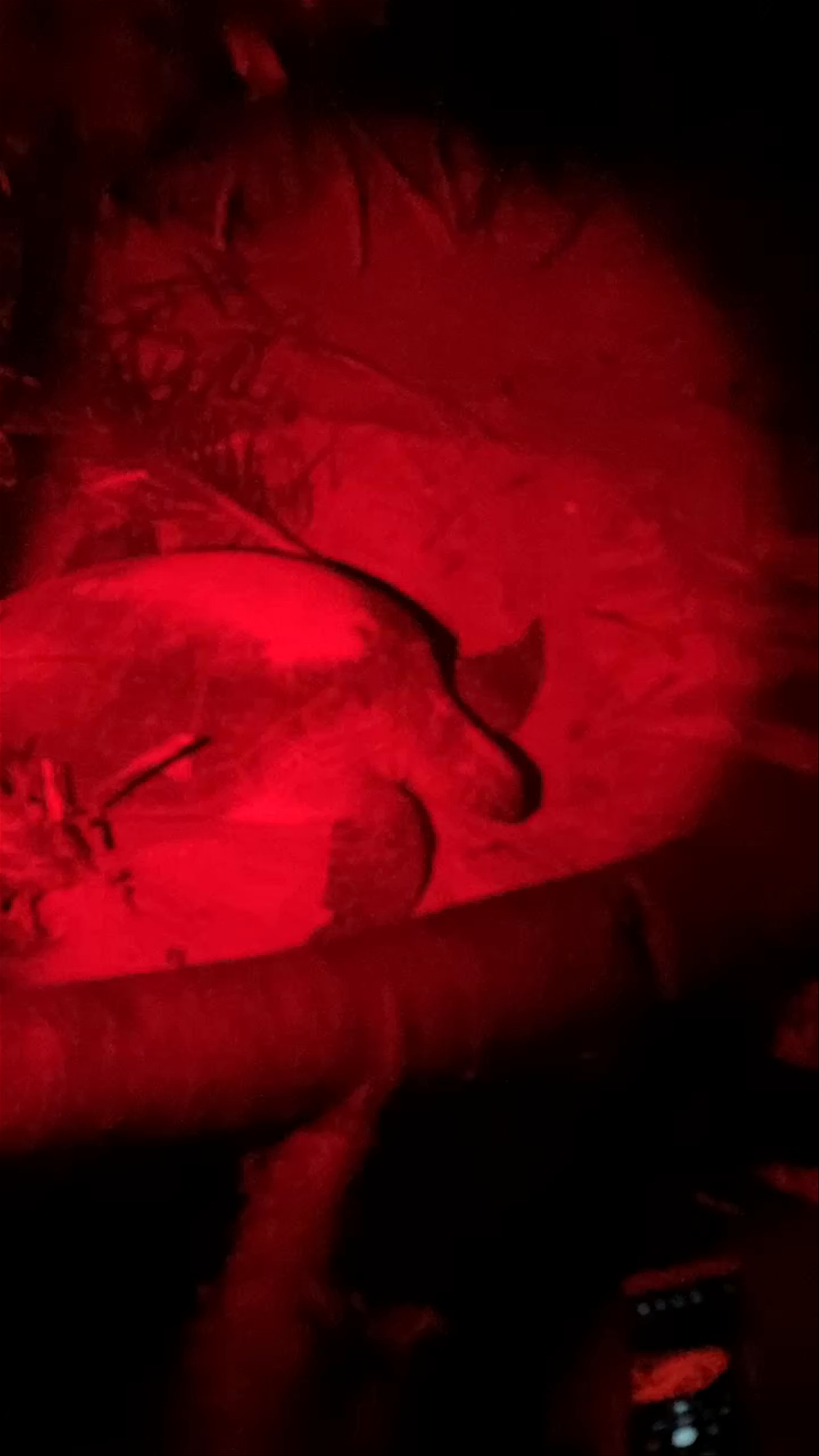 Rekawa Turtle Beach Nighttime Turtle Nesting Experience